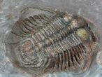 Huge, Cyphaspides Trilobite - Jorf, Morocco #62658-2